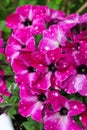 Petunia Pink sky (Galaxy petunia) in summer garden. Vibrant purple white and pink surfinia flowers. Close up Royalty Free Stock Photo