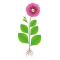 Petunia plant with roots on a white background. Royalty Free Stock Photo