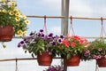 Yellow, violet, red and pink Petunias Royalty Free Stock Photo