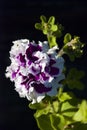 Petunia - Purple Pirouette closeup