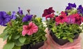 petunia seedlings with large purple, red, blue, burgundy flowers in a pot Royalty Free Stock Photo