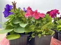 petunia seedlings with large purple, red, blue, burgundy flowers in a pot Royalty Free Stock Photo