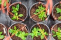 Petunia seedlings replanted into hanging pots Royalty Free Stock Photo