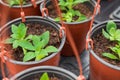 Petunia seedlings replanted into hanging pots Royalty Free Stock Photo