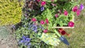 Petunia seedlings in a wooden garden box with a garden watering can and a scoop on a lawn near a flowering mixborder. Composition