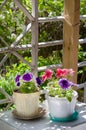 Petunia, Spring Pot Flower, Summer Flowers, Flowers In Pots In The Garden, Vintage Garden Background