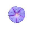 Petunia with star shape pattern , Colorful bright purple petal flower top view isolated on white background and clipping path Royalty Free Stock Photo