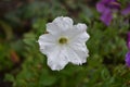 Petunia. Stimoryne. Petunia nyctaginiflora. Delicate flower