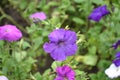 Petunia. Stimoryne. Petunia nyctaginiflora. Delicate flower