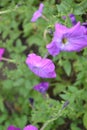 Petunia. Stimoryne. Petunia nyctaginiflora. Delicate flower