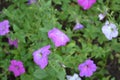 Petunia. Stimoryne. Petunia nyctaginiflora. Delicate flower