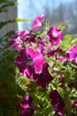 Petunia in sunny summer day. Beautiful flowering plant in balcony greening Royalty Free Stock Photo