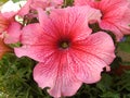 Petunia Surfina pink flower in hanging basket close up