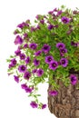 Petunia, Surfinia flowers on tree trunk over white