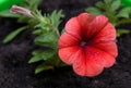 Petunia. Surfinia