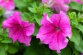 Petunia Surfinia Pink Vein