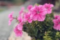 Petunia Surfinia Pink Vein