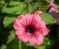 Petunia Surfinia Pink Vein