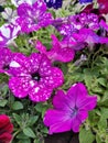 Petunia Surfinia purple. Vibrant purple white and pink surfinia flowers or petunia. Royalty Free Stock Photo