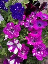 Petunia Surfinia purple. Vibrant purple white and pink surfinia flowers or petunia. Royalty Free Stock Photo