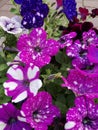 Petunia Surfinia purple. Vibrant purple white and pink surfinia flowers or petunia. Royalty Free Stock Photo