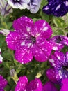 Petunia Surfinia purple. Vibrant purple white and pink surfinia flowers or petunia. Royalty Free Stock Photo