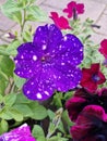 Petunia Surfinia purple. Vibrant purple white and pink surfinia flowers or petunia. Royalty Free Stock Photo