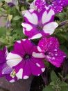 Petunia Surfinia purple. Vibrant purple white and pink surfinia flowers or petunia. Royalty Free Stock Photo