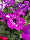 Petunia Surfinia purple. Vibrant purple white and pink surfinia flowers or petunia. Royalty Free Stock Photo