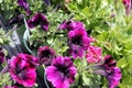 Petunia `Sweetunia Johnny Flame`, Sweetunia Johnny Flame Petunia