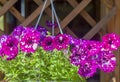 Petunia.Very beautiful bright, colorful, blooming petunias in pots.Hybrid Petunia