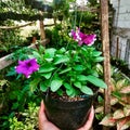 Petunia Violacea Royalty Free Stock Photo