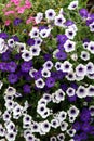 Petunia violet and white