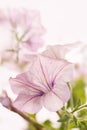 Petunia with natural light. Royalty Free Stock Photo