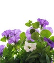 Petunia with natural light. Royalty Free Stock Photo