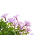 Petunia with natural light. Royalty Free Stock Photo