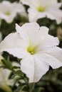 Petunia white flower Royalty Free Stock Photo
