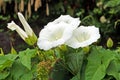 Petunia is a widely-cultivated genus of flowering plants