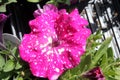 Petunia x hybrida `Headliner Pink Sky`,