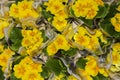 Petunia yellow Royalty Free Stock Photo
