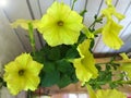 Petunia Yellow on old dirty wall background. Popular bright flowers in city. Blooming Garden on windowsill. Gardening. Comfortable Royalty Free Stock Photo