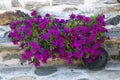 Petunias Royalty Free Stock Photo