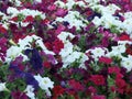 Petunias