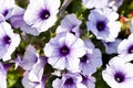 Petunias