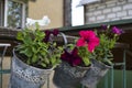 Petunias with beautiful purple, blue, white flowers in pots hanging on the railing on the terrace. Spring.Blur Royalty Free Stock Photo