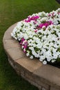 Petunias on the Brick Retaining Wall