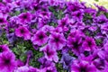 Petunias. Bright purple beautiful petunia flowers. Bloom