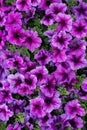 Petunias. Bright purple beautiful petunia flowers. Bloom