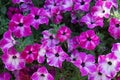 Petunias \'Circus Sky\' bloom in July in a flowerpot. Potsdam, Germany