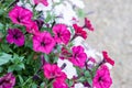 Petunias,colorful flower ,Petunia hybrida. Floral pattern. Spring,summer flowers background texture. Flowers petunia Royalty Free Stock Photo